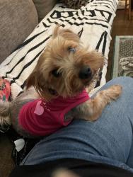 Reunited Female Dog last seen Park Heights, Reisterstown Rd, Northern Parkway, Baltimore, MD 21215