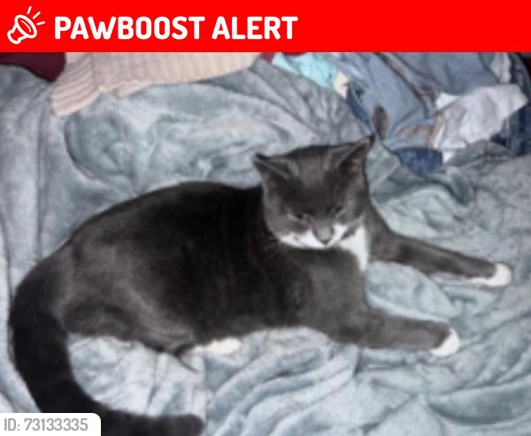 Lost Male Cat last seen Spud Run Rd and Brady Hill Rd, Harrison Township, OH 45601