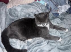 Lost Male Cat last seen Spud Run Rd and Brady Hill Rd, Harrison Township, OH 45601