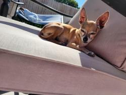 Lost Female Dog last seen GLENEAGLES CT, Redding, CA 96003