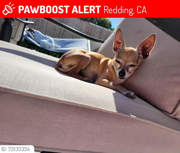 Lost Female Dog last seen GLENEAGLES CT, Redding, CA 96003
