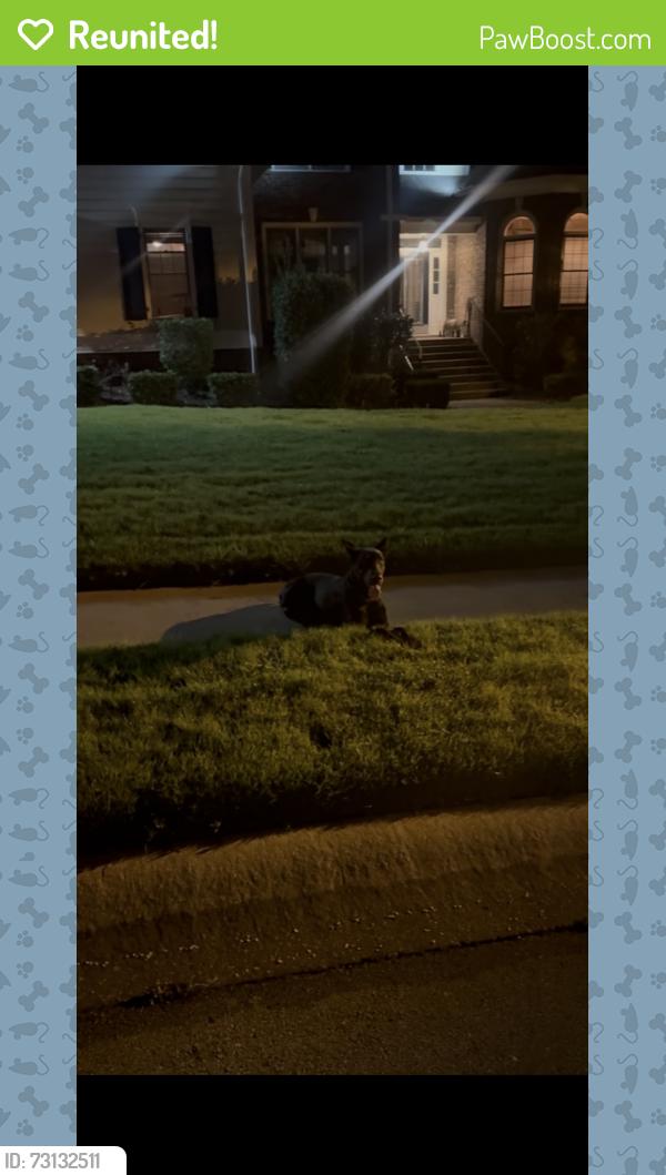 Reunited Male Dog last seen Lake Carolina Boulevard and Manchester Park, Columbia, SC 29229