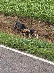 Found/Stray Unknown Dog last seen Lakeland Dr, Swancott Rd, AL 35756