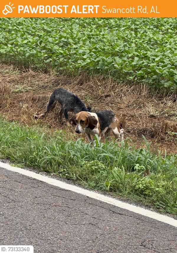 Found/Stray Unknown Dog last seen Lakeland Dr, Swancott Rd, AL 35756
