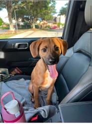 Found/Stray Male Dog last seen Lafayette, Lafayette, LA 70500