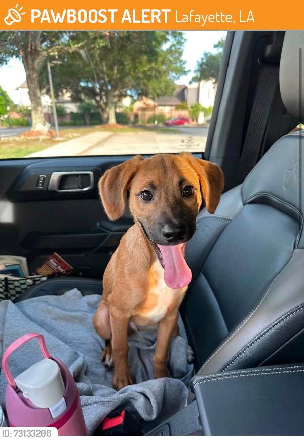 Found/Stray Male Dog last seen Lafayette, Lafayette, LA 70500