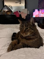 Lost Female Cat last seen Wellington & savona, Port St. Lucie, FL 34953
