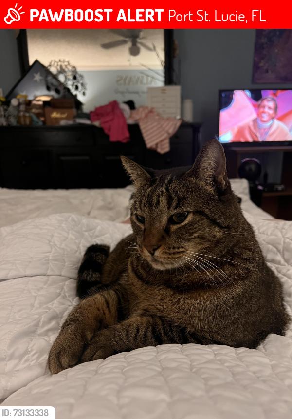 Lost Female Cat last seen Wellington & savona, Port St. Lucie, FL 34953