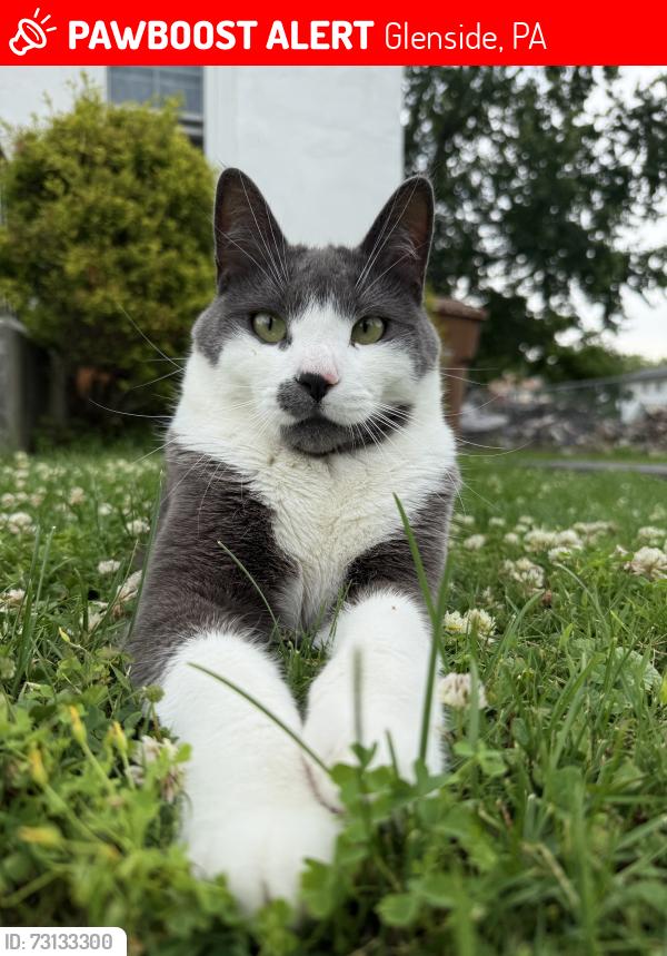 Lost Male Cat last seen Linden Ave and Mt. Carmel Ave; near U-Haul of Glenside, Glenside, PA 19038