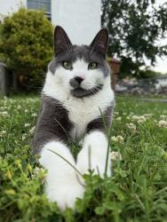 Lost Male Cat last seen Linden Ave and Mt. Carmel Ave; near U-Haul of Glenside, Glenside, PA 19038