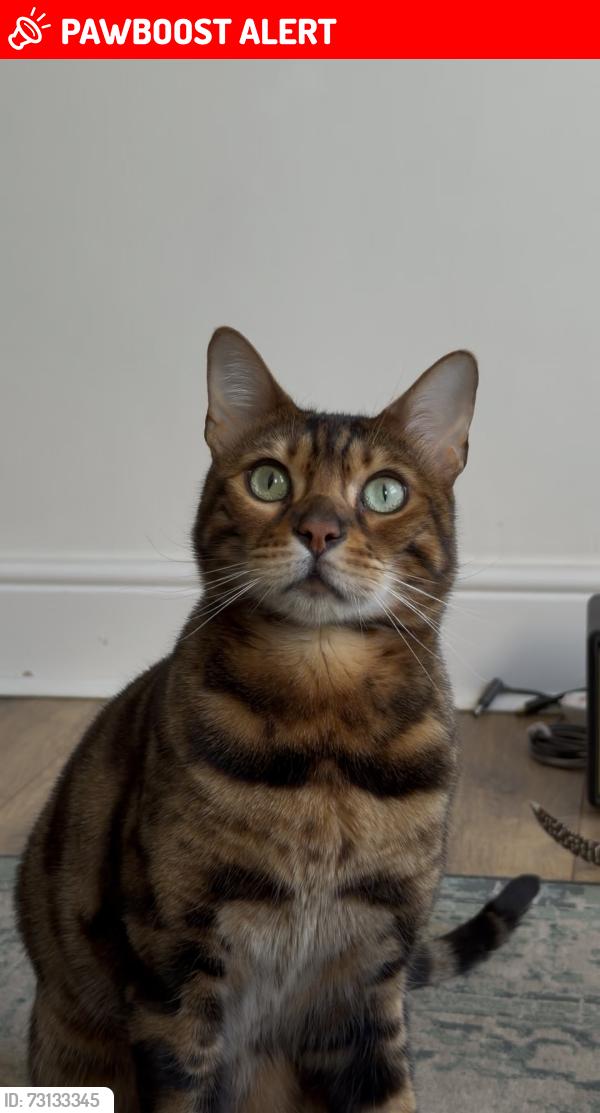 Lost Male Cat last seen Western gardens, Essex, England CM14 4RZ