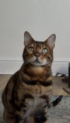 Lost Male Cat last seen Western gardens, Essex, England CM14 4RZ
