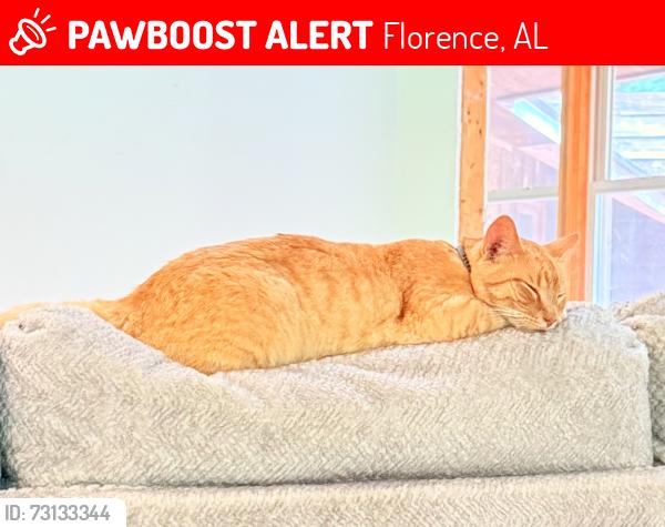 Lost Male Cat last seen windover and Creekside dr, Florence, AL 35630