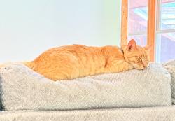 Lost Male Cat last seen windover and Creekside dr, Florence, AL 35630