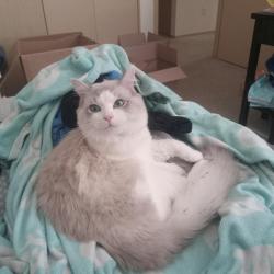 Reunited Male Cat last seen SE 123rd Ave & SE Riveridge Dr by Biddlewood Park, Vancouver, WA 98683