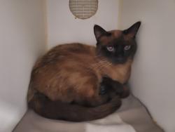 Shelter Stray Male Cat last seen Near Armorlite Drive, San Marcos, CA, 92069, Oceanside, CA 92058, USA