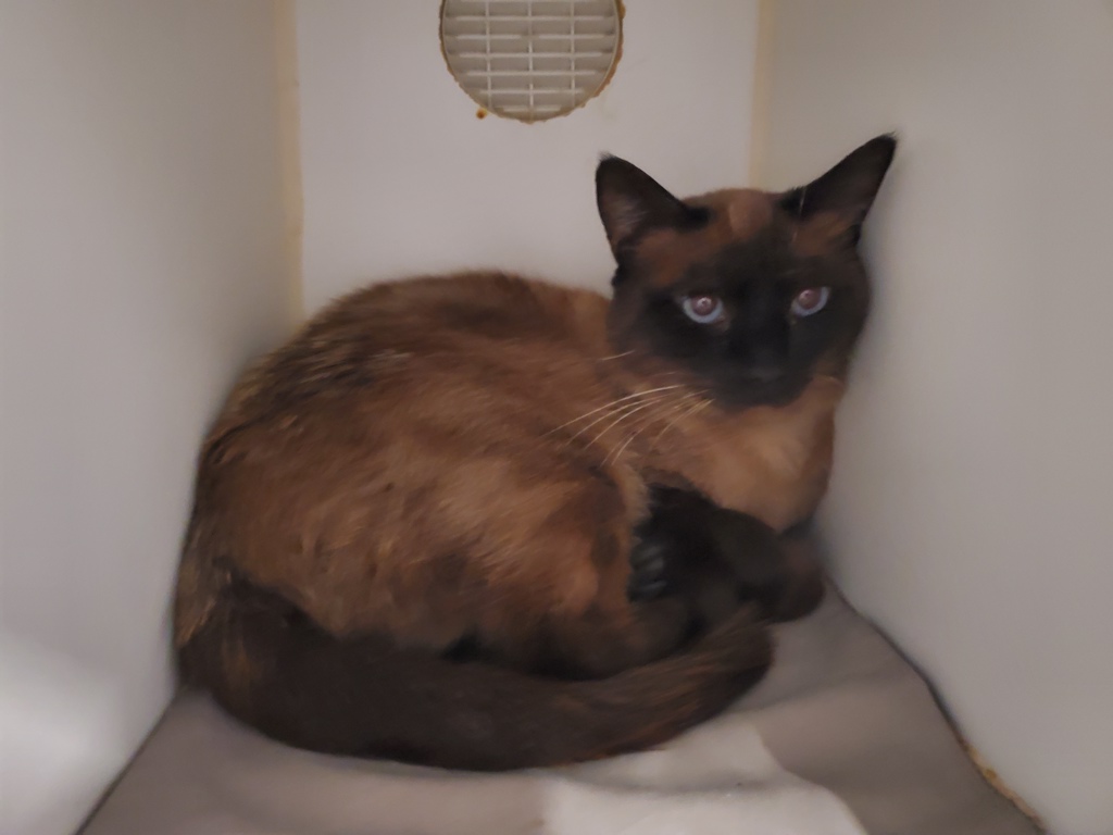 Shelter Stray Male Cat last seen Near Armorlite Drive, San Marcos, CA, 92069, Oceanside, CA 92058, USA