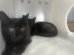 Shelter Stray Male Cat last seen Near Neutral Avenue, STATEN ISLAND, NY, 10306, 3139 Veterans Rd W, Staten Island, NY 10309, USA