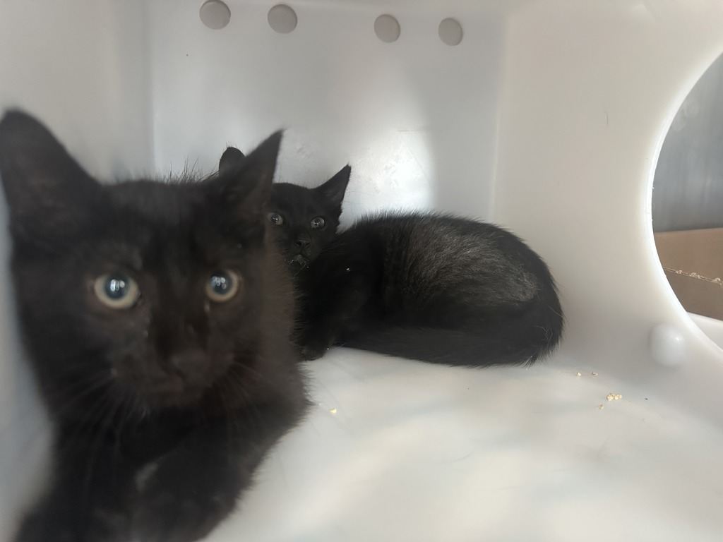 Shelter Stray Male Cat last seen Near Neutral Avenue, STATEN ISLAND, NY, 10306, 3139 Veterans Rd W, Staten Island, NY 10309, USA