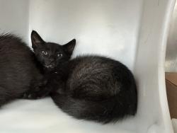Shelter Stray Male Cat last seen Near Neutral Avenue, STATEN ISLAND, NY, 10306, 3139 Veterans Rd W, Staten Island, NY 10309, USA