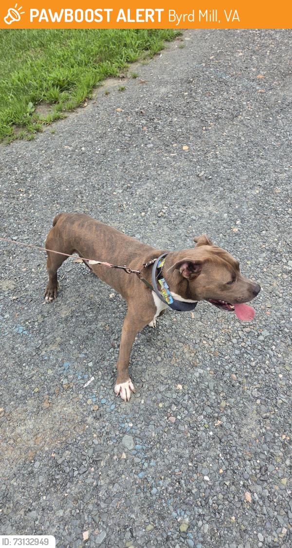 Found/Stray Male Dog last seen Lasley ln, Byrd Mill, VA 23093