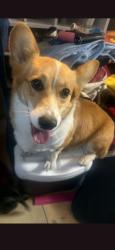 Reunited Female Dog last seen 78th and rudsdale, Oakland, CA 94621