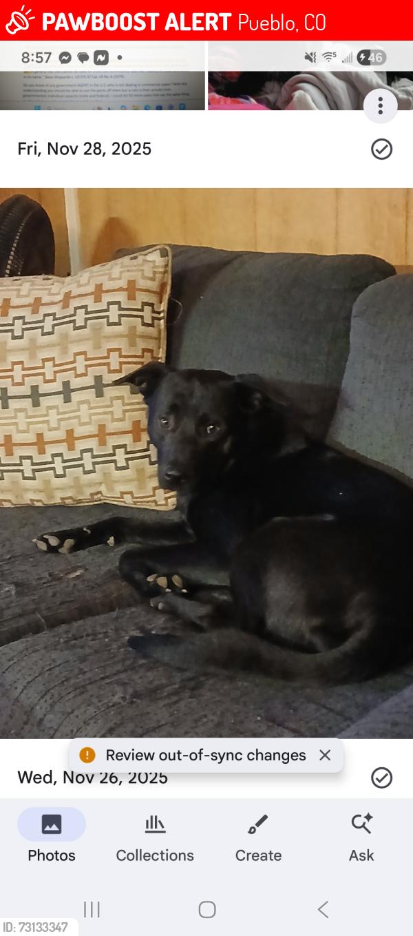 Lost Male Dog last seen Dillon dr and hwy 50, Pueblo, CO 81008