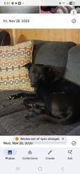 Lost Male Dog last seen Dillon dr and hwy 50, Pueblo, CO 81008