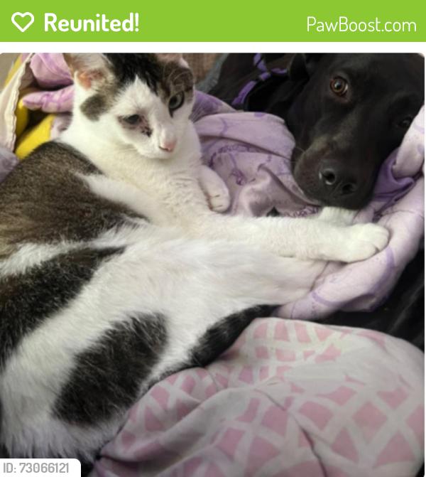 Reunited Male Cat last seen Green spring way / village crossing / blue brook way, Greenwood, IN 46143