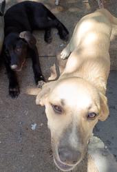 Found/Stray Unknown Dog last seen 11th and Garnett, Tulsa, OK 74128