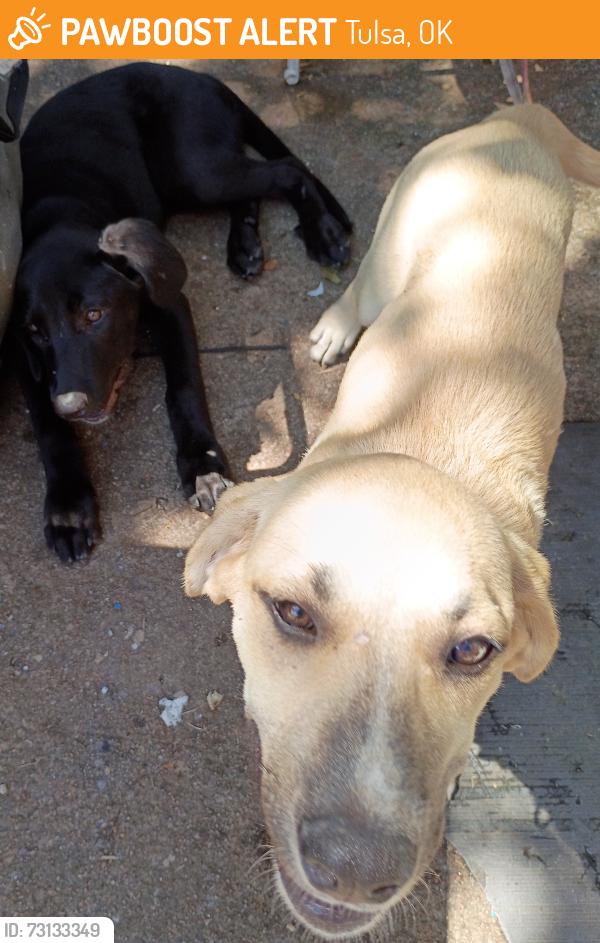 Found/Stray Unknown Dog last seen 11th and Garnett, Tulsa, OK 74128