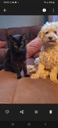 Lost Female Cat last seen Near 119 ave edmonton alberta, Edmonton, AB T5L 0C4