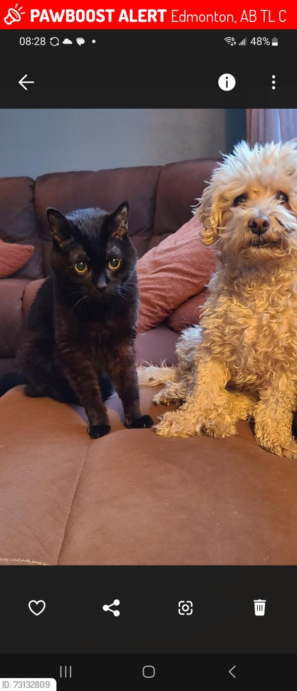Lost Female Cat last seen Near 119 ave edmonton alberta, Edmonton, AB T5L 0C4