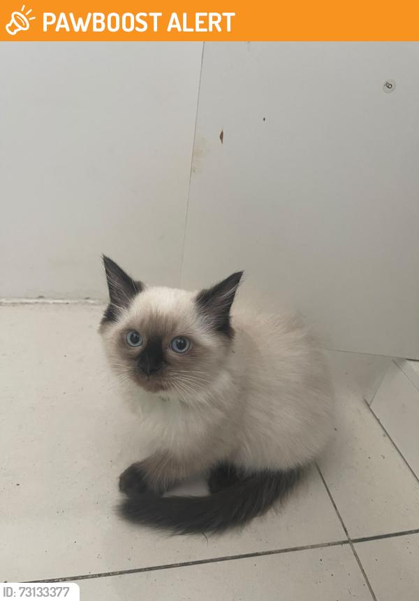 Found/Stray Unknown Cat last seen Not sure, Greater London, England 