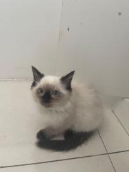 Found/Stray Unknown Cat last seen Not sure, Greater London, England 