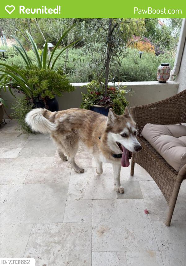 Reunited Female Dog last seen Via Rancho Parkway, Escondido, CA 92046
