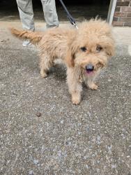 Reunited Male Dog last seen Hillsdale Cr. & Harrison Pike, Chattanooga, TN 37416