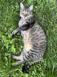 Lost Male Cat last seen Lake Street and Minnehaha Ave, Minneapolis, MN 55406