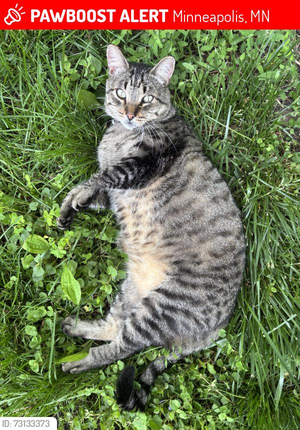 Lost Male Cat last seen Lake Street and Minnehaha Ave, Minneapolis, MN 55406