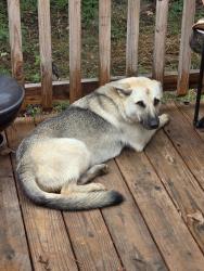 Found/Stray Female Dog last seen Near and old gladewater, Tyler, TX 75708