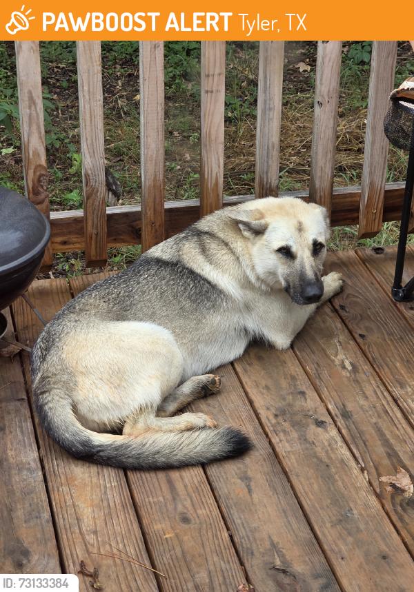 Found/Stray Female Dog last seen Near and old gladewater, Tyler, TX 75708