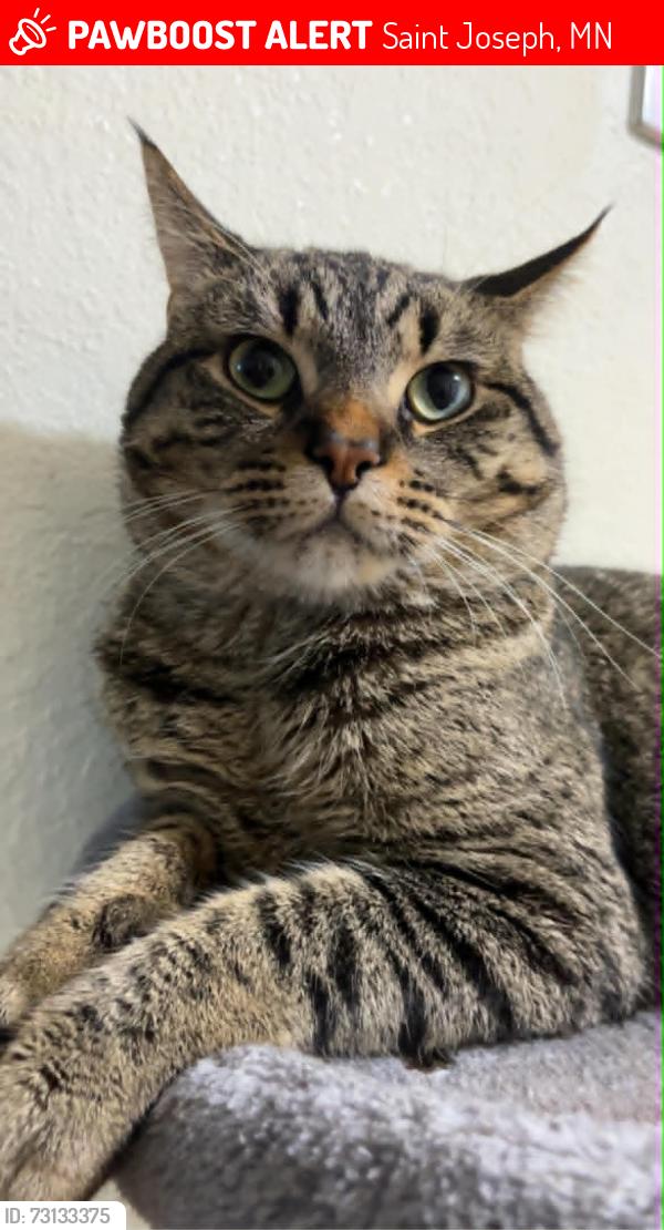 Lost Male Cat last seen mc donalds, Saint Joseph, MN 56374