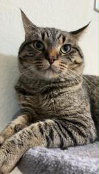 Lost Male Cat last seen mc donalds, Saint Joseph, MN 56374