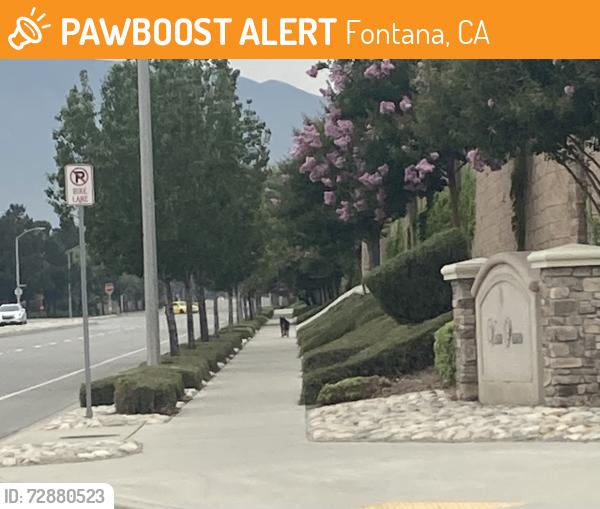 Found/Stray Unknown Dog last seen Beech, Miller towards Baseline, Fontana, CA 92336
