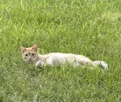 Reunited Male Cat last seen Sterling Pond Neighborhood - specifically on West Sterling Pond Circle, The Woodlands, TX 77382