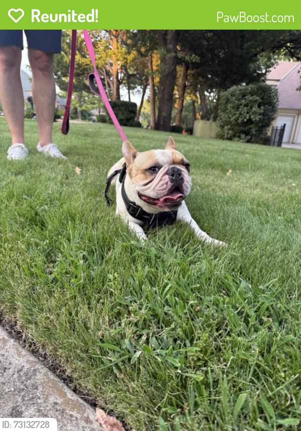 Reunited Male Dog last seen Suffolk Ct & Turnberry Lane, Southlake, TX 76092