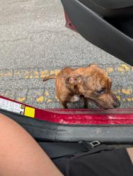 Found/Stray Female Dog last seen Old Holton & Riverside Dr., Macon, GA 31204