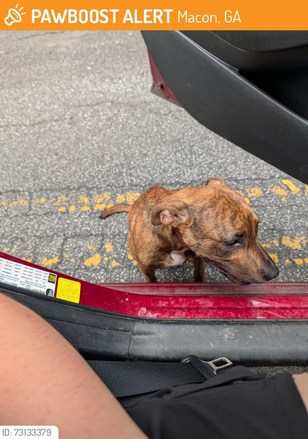 Found/Stray Female Dog last seen Old Holton & Riverside Dr., Macon, GA 31204