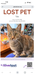 Lost Female Cat last seen McKnight and Cedar in White Bear Lake, White Bear Lake, MN 55110