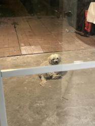 Found/Stray Male Dog last seen Ovilla Rd, Red Oak, TX 75154